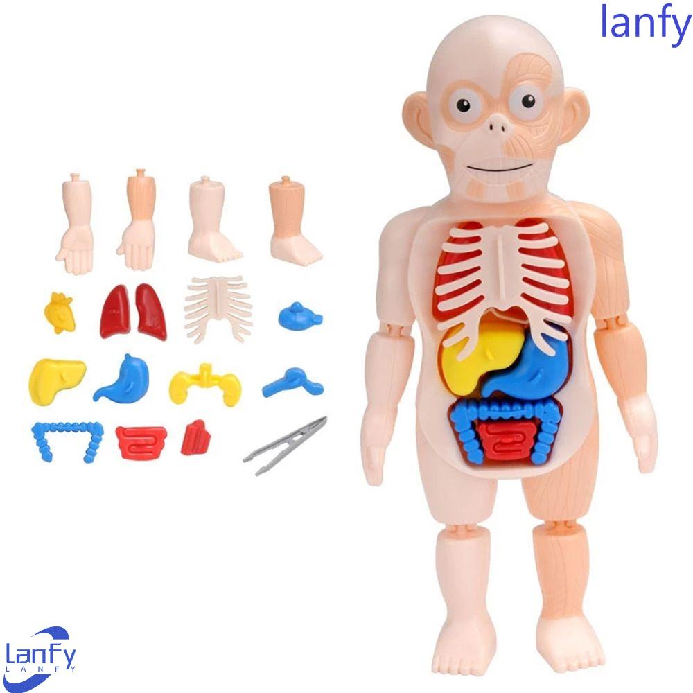 Lanfy Human Organ Model Puzzle 3D Khusus Boneka Tubuh Manusia Aksesoris Sekolah Anatomi Mainan Tubuh Organ Edukasi Belajar