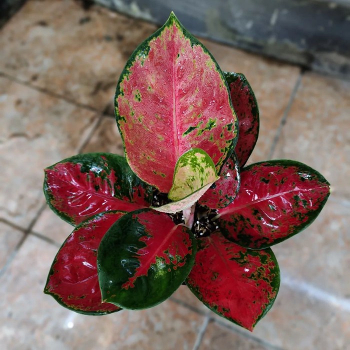 bibit aglonema kocin brownies daun 1-3 ( TERLARIS )