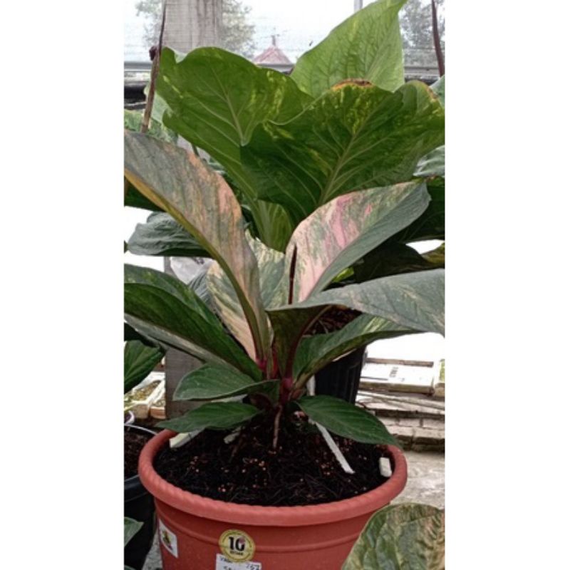 PROMO!!! 2 Bibit/Biji Antorium Jemani pink/Red dragon Rare...