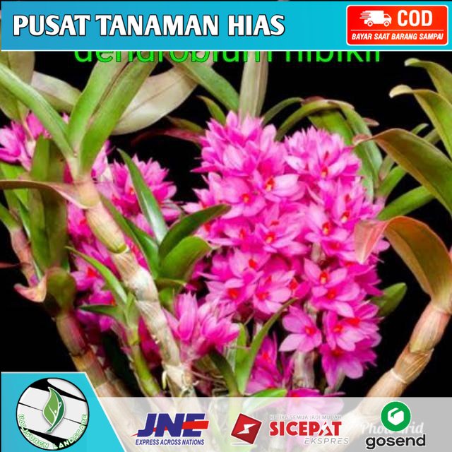 ( KNOP / SPIKE ) anggrek dendrobium hibiki dewasa