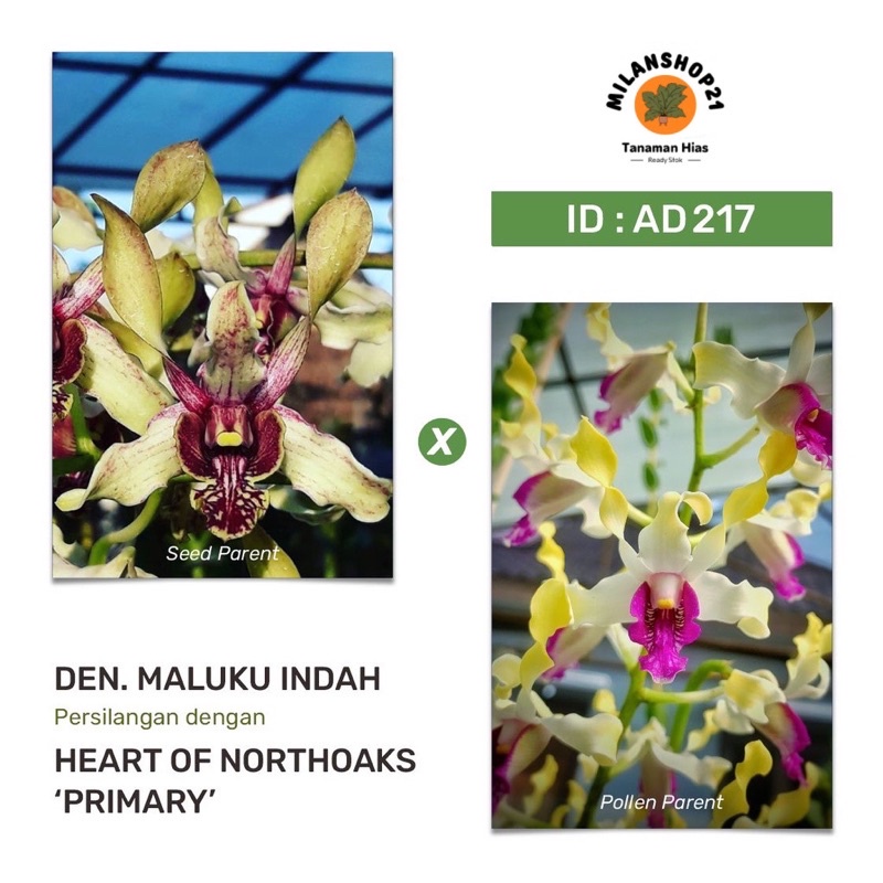 Anggrek Dendrobium Maluku Indah x Heart Of Northoaks ‘Primary’
