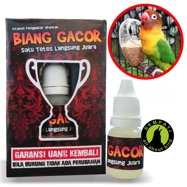 Vitamin Obat Penggacor Spontan Burung Murai Kacer Biang Gacor Sempati