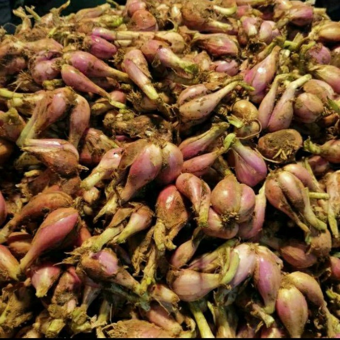 

Bawang sumenep 250 gr - 1/4 kg