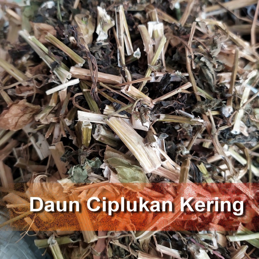 

Bubuk Akar Batang Daun Ciplukan Kering 1 Kg Organik Tanaman Herbal Nusantara Free Stiker PIRT Random