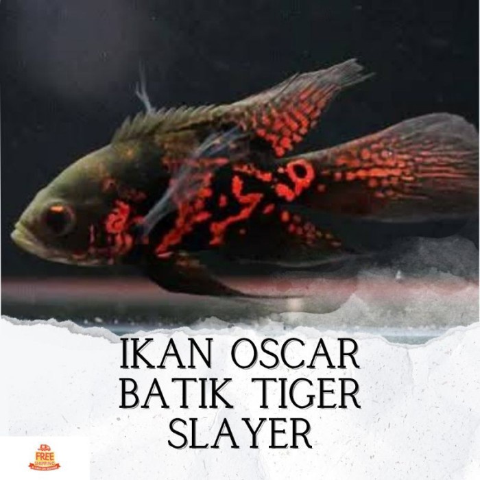 Ikan Hias Predator Oscar Batik Tiger Slayer Hiasan Akuarium