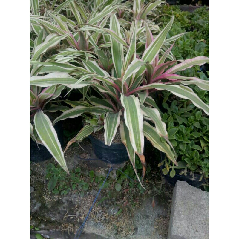 Bromelia Tricolor Cryptanthus bromelioides
