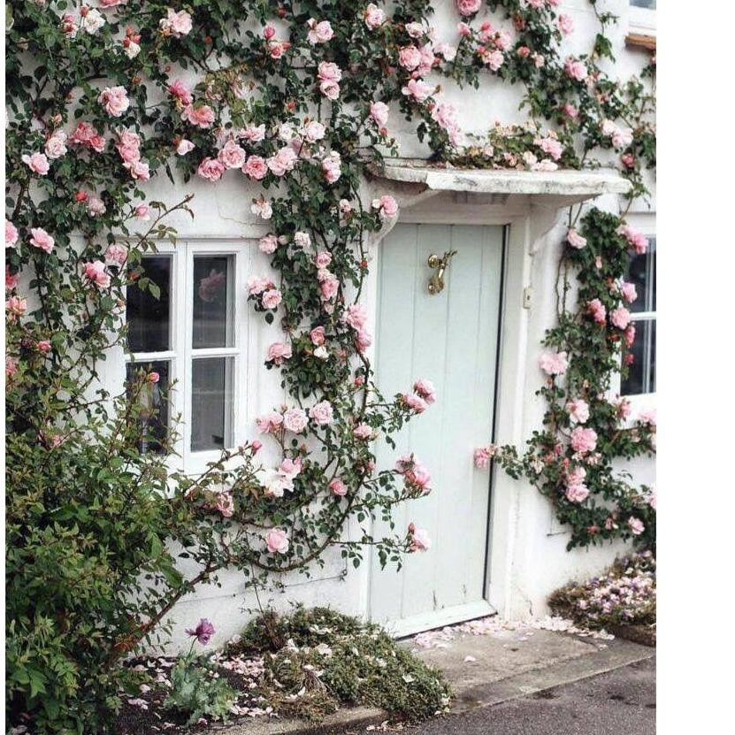 Baru Tanaman Hias Hidup Mawar Rambat Bunga mawar merambat/ Tanaman merambat bunga Hidup TERMURAHH