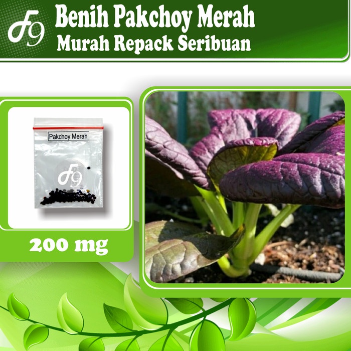 Benih Bibit Pakchoy Merah Murah Repack Seribuan