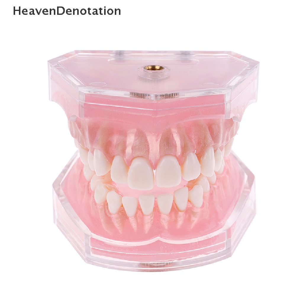 [HeavenDenotation] Plastik typodont orthodontic model Standar4004Dengan 28gigi Lepas HDV