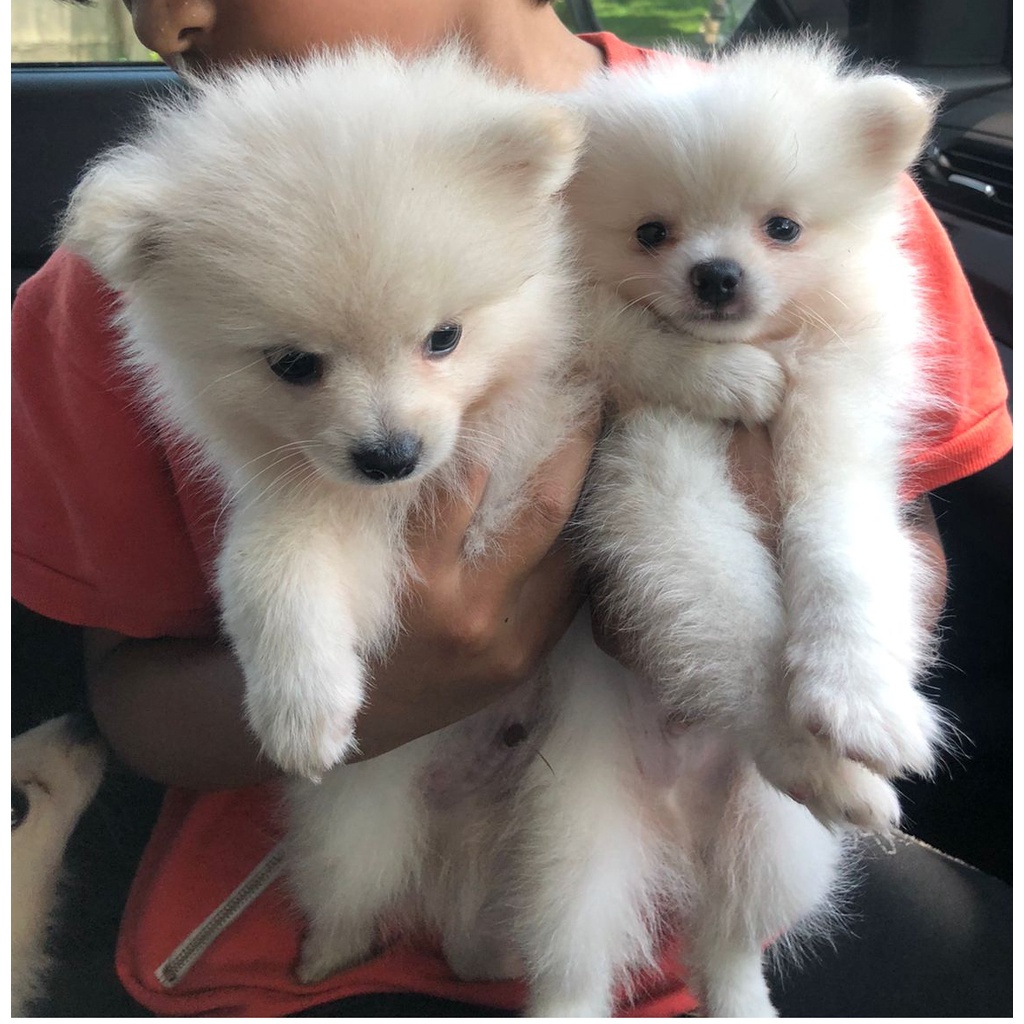 Boneka Puppy - POMERANIAN (mini pom) - pet - anak anjing