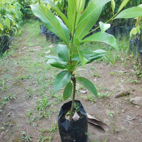 BIBIT TANAMAN BUAH SAWO JUMBO ALANO