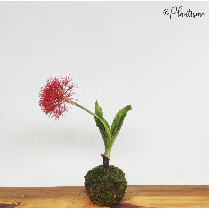 Mossball - Blood Lily Bunga Desember Kembang Api FireWorks