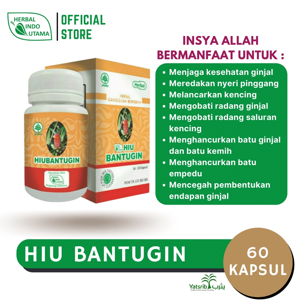HIU BANTUGIN | Obat Batu Ginjal Penghancur Batu Ginjal