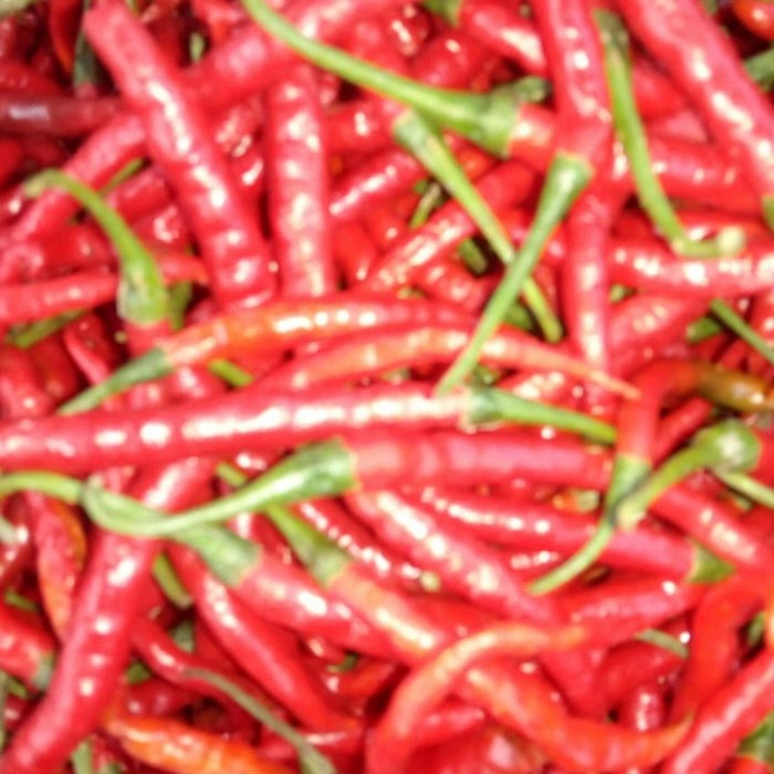 

Cabe merah keriting 250gr - 100 gr