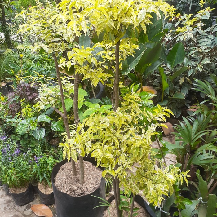 Tanaman Hias Anting Putri | Bibit Bonsai Anting Putri Tinggi 150cm