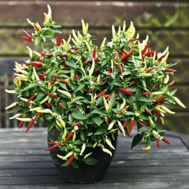 Isi 100 Benih BENIH BIBIT BIJI CABE RAWIT SETAN PUTIH UNGGUL F1 CABE SETAN CABAI MERAH RAWIT PEDAS B