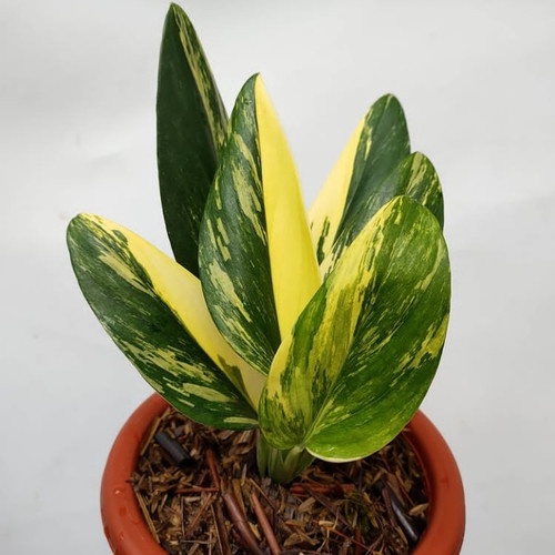 TERMURAH Tanaman Hias Monstera Standleyana Kuning Varigata / Philodendron Standleyana Varigata Kunin
