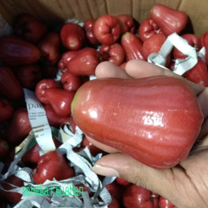 

✨NEW✨ -BUAH JAMBU AIR CITRA- 2.2.23