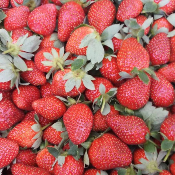 

✨NEW✨ -Strawberry organik fresh Reguler - 1kg- 2.2.23