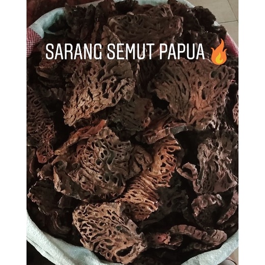 

Sarang Semut Papua ASLI 1/2 KG