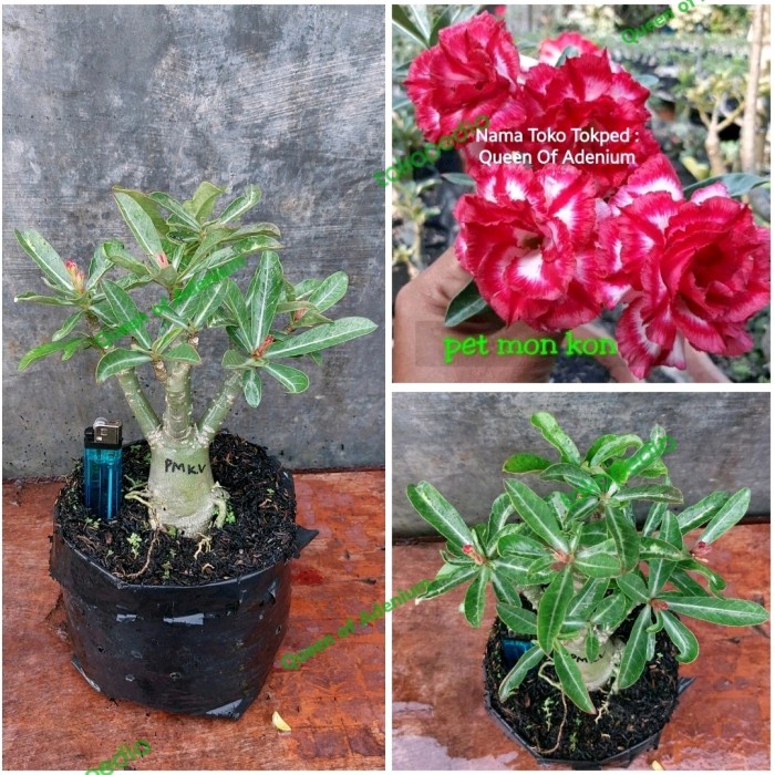 Tanaman Hias Bunga Ademium Tumpuk Kamboja ID PATMONKHON VARIGATA UK B / TERMURAH