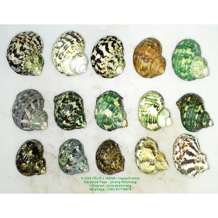 Cangkang Kelomang - Bulk Green Turbans (ukuran S / kecil)