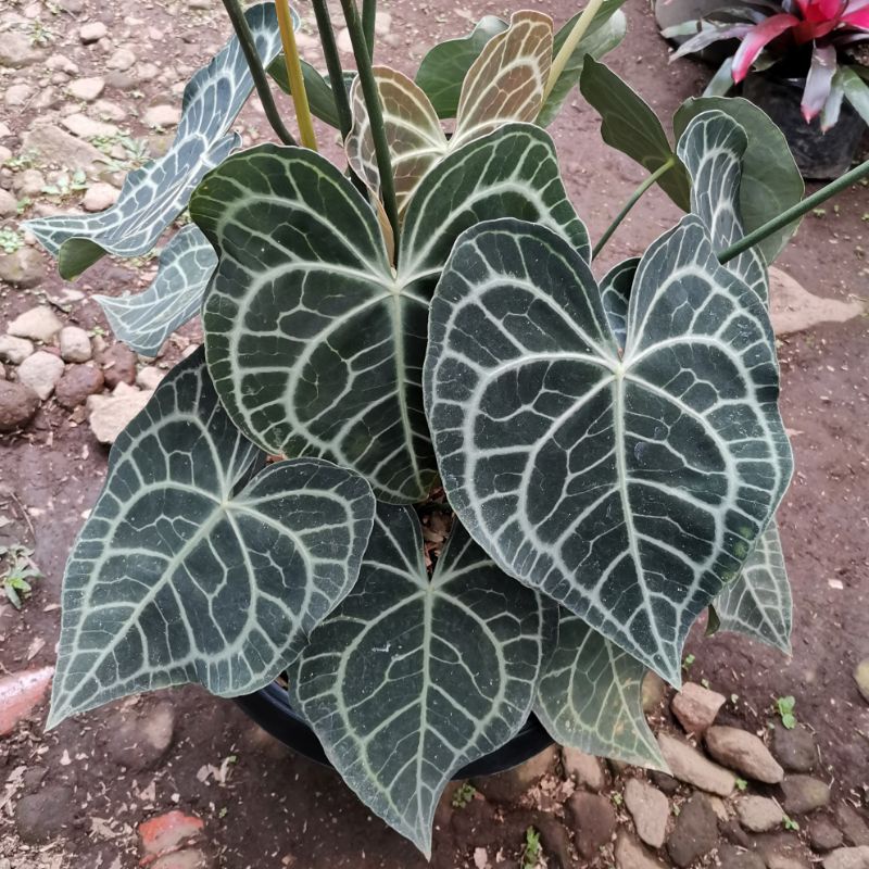 Tanaman hias Kuping Gajah Tarantula (Anthurium clarinervium) / BEAUTY.PLANTS