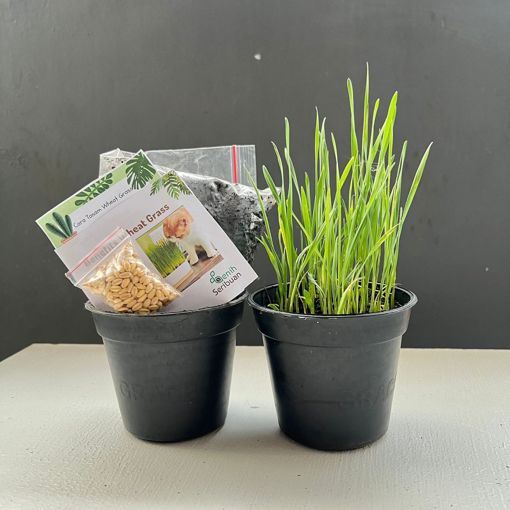 BENIH RUMPUT KUCING DIY Paket Siap Tanam Wheatgrass Grass DIY Bertanam