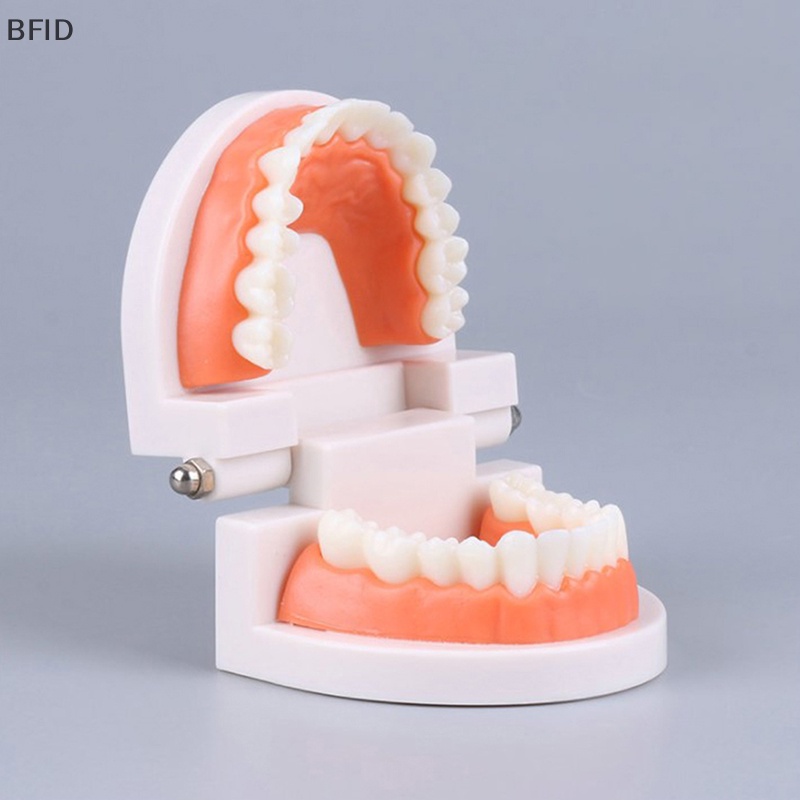 [BFID] Standard Teeth Model Standar Dewasa Typodont Demonstrasi Model Gigi Palsu Kompatibel Anak-Anak Teachig Clean Display [ID]