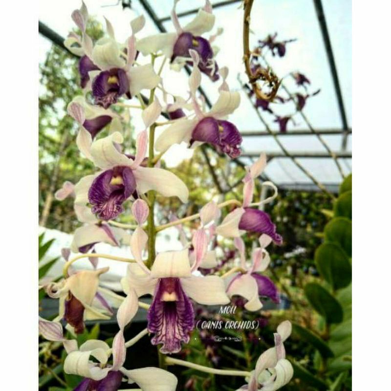 Dendrobium nindii