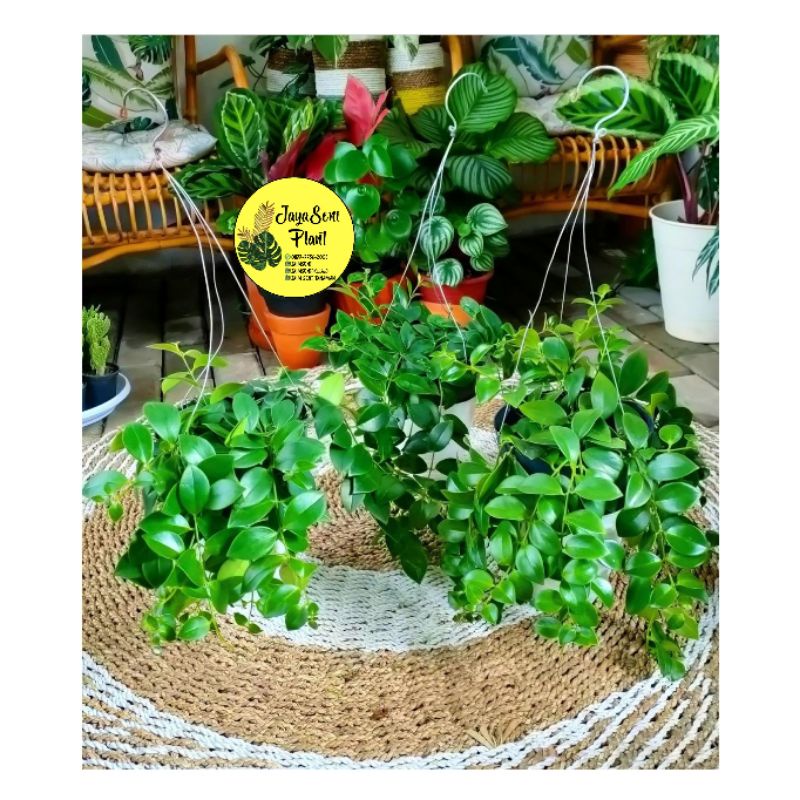 PROMO TANAMAN HIAS LIPSTIK GANTUNG/TANAMAN GANTUNG LIPSTIK