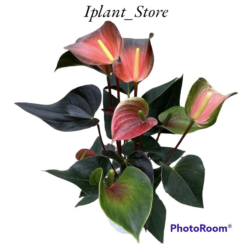 Tanaman hias anthurium mickey mouse livium-anthurium-kembang-mickey mouse-perlengkapan rumah-tanaman