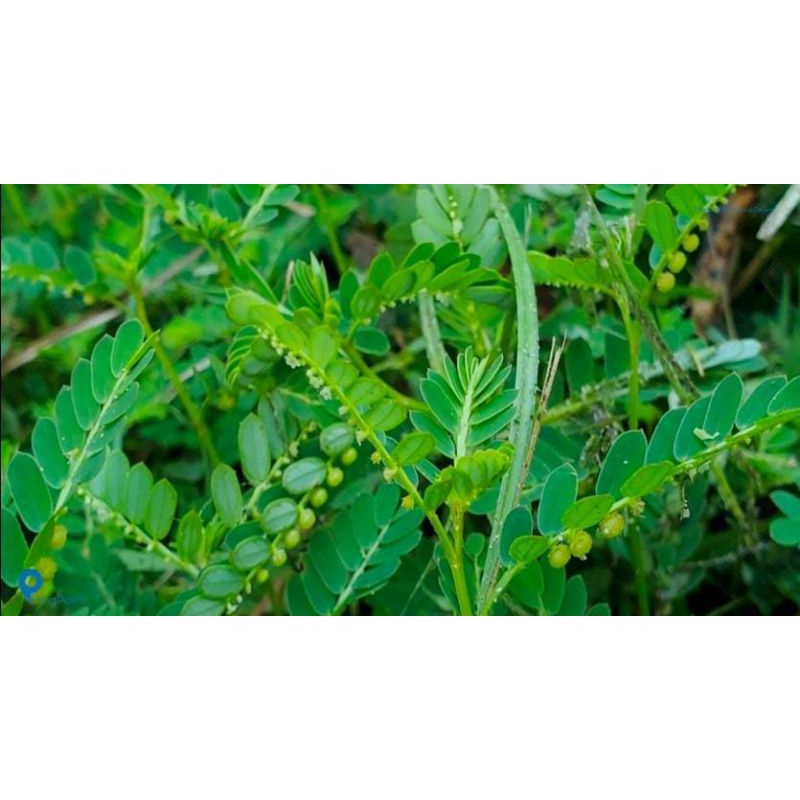 

Daun Meniran Herbal 100% Segar Baru Ambil 350 Gram Obat Tradisional Fresh