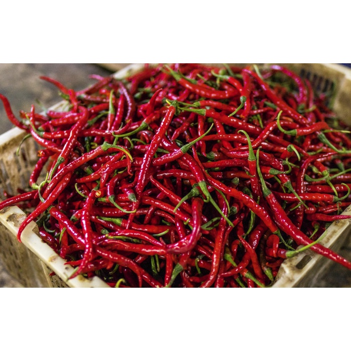 

Cabe Merah Kriting