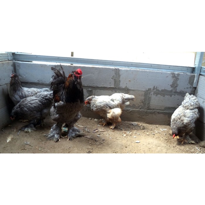 Ayam brahma Blue anakan usia 1 bulan real foto dan video indukannya