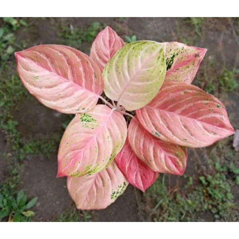 Bibit Tanaman Hias Aglonema Bidadari Bibit Bonggol Aglonema cantik bidadari