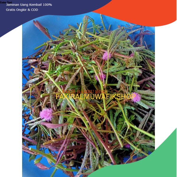 

PROMO BATANG DAN DAUN PUTRI MALU OBAT HERBAL 250 GRAM TERMURAH