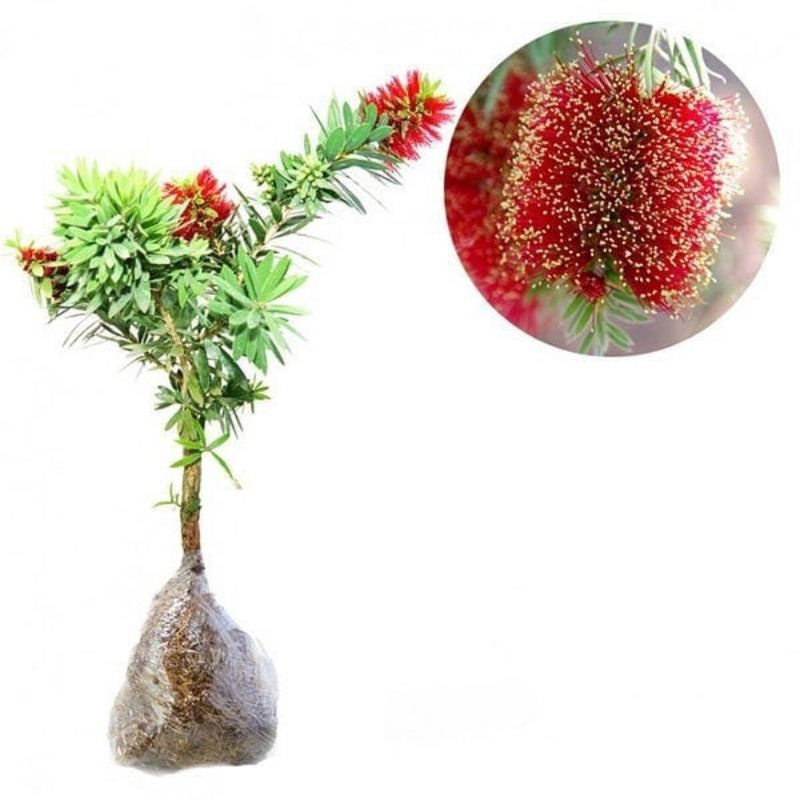 bibit bunga sikat botol bangkok