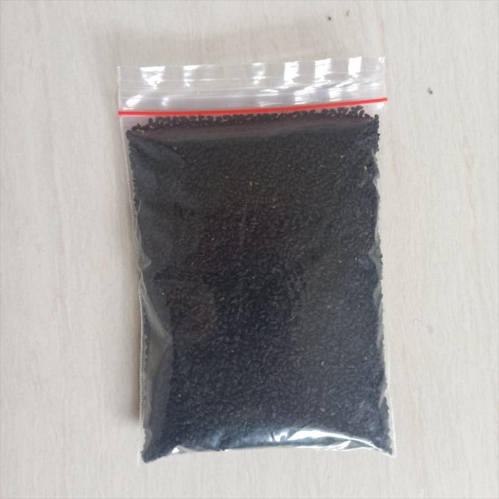 Jinten Hitam Biji Habbatussauda 100 gr Black Cumin Nigella Seed Premium