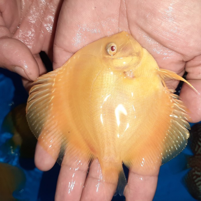 Ikan Discus Golden Albino Ukuran 2 inch