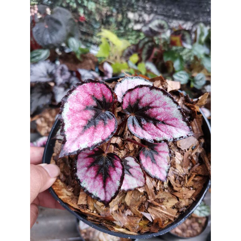 Tanaman hias begonia black pink beauty / begonia red kiss / BEAUTY.PLANTS