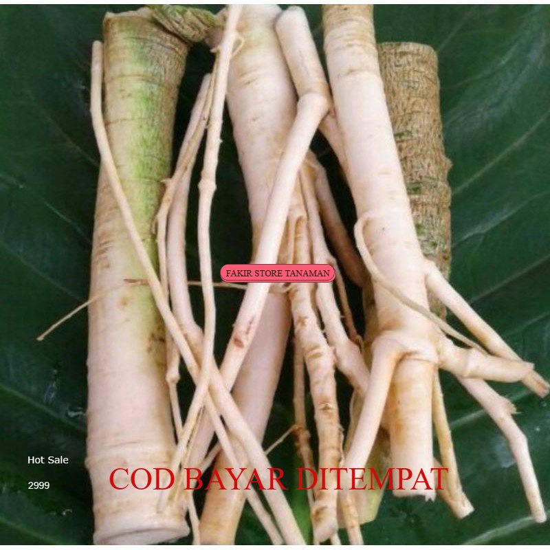 

TERMURAH AKAR PEPAYA SEGAR GANDUL GEDANG REDY LANGSUNG KIRIM 150gm