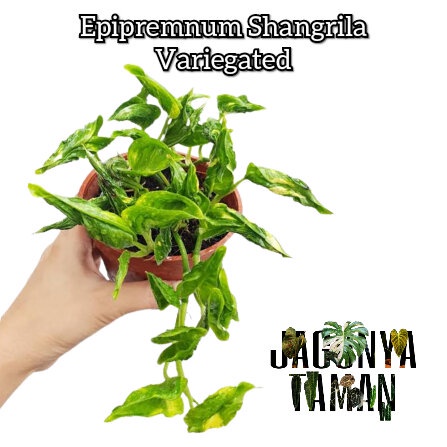 TANAMAN HIAS EPIPREMNUM SHANGRILA VARIGATA / TANAMAN INDOOR / EPIPREMNUM VARIEGATED