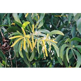 benih biji pohon akasia formis/kormis/benih bibit