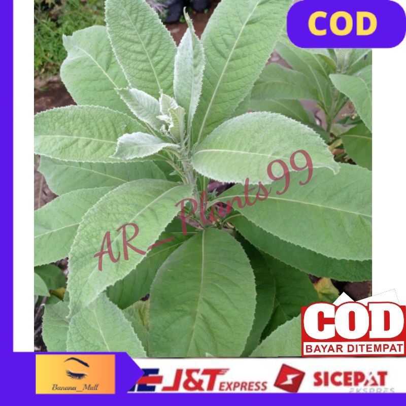 

(COD) DAUN SEMBUNG FRESS 500 GRAM