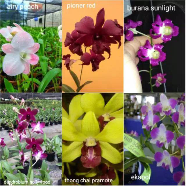 PROMO PAKET ANGGREK DENDRO 6 JENIS DEWASA - tanaman hidup