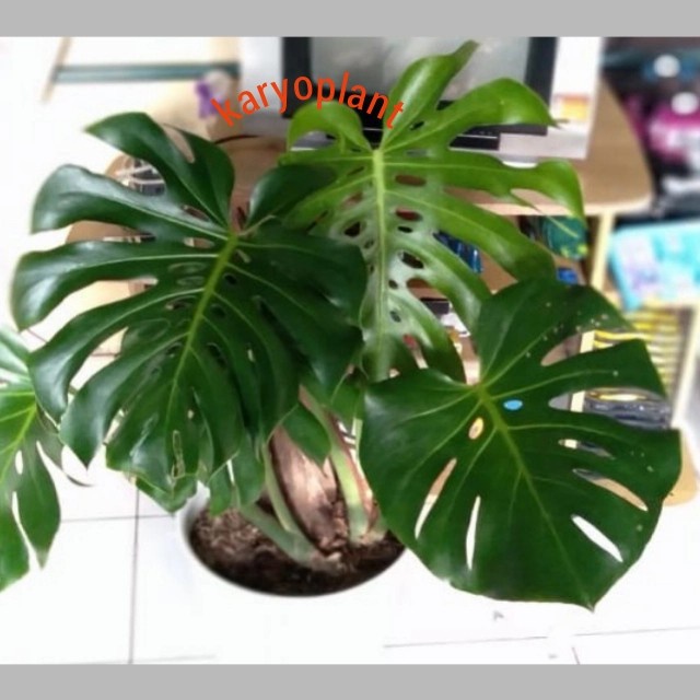 tanaman hias monstera deliciosa king -  tanaman Air indoor hidup / Philodendron Daun Terbelah -Monst