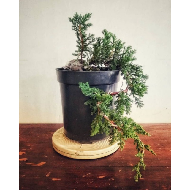 Cemara buaya bahan bonsai/Cemara bajul/kondisi dewasa besar