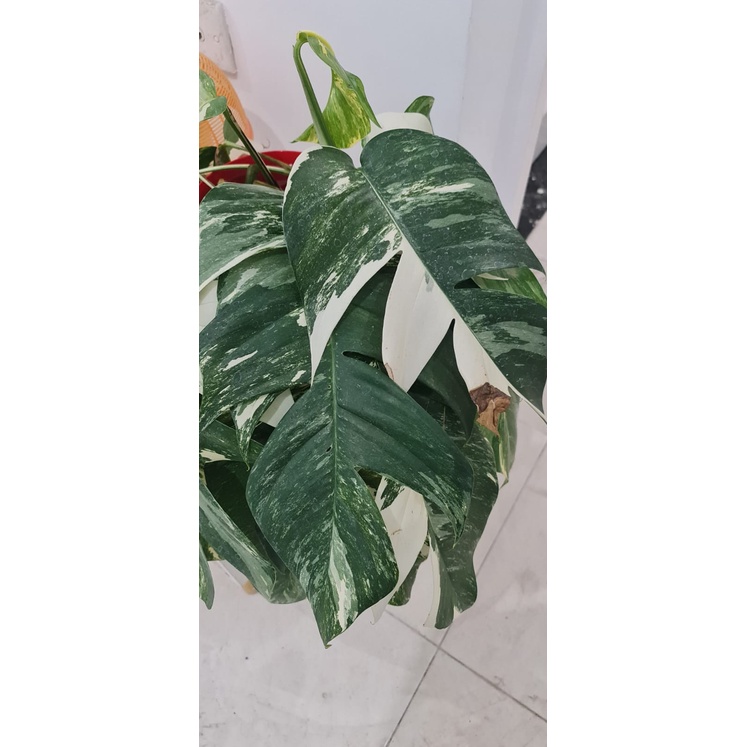 EPIPREMNUM VARIEGATA/MONSTERA EKOR NAGA VARIGATA