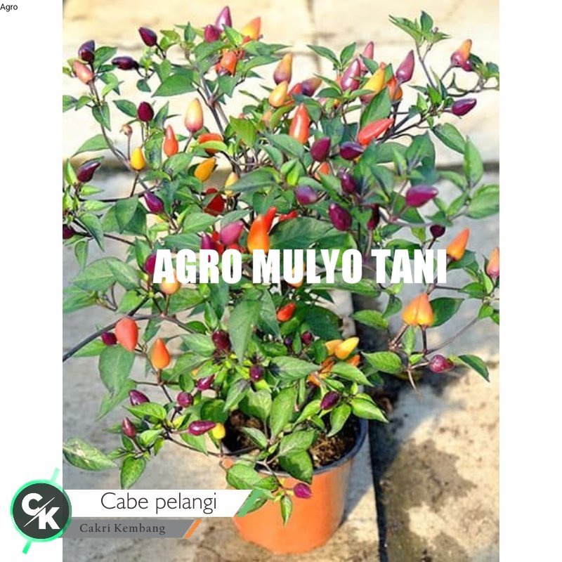 New Bibit Tanaman Cabe Pelangi - Cabe Pelangi - Cabe Pelangi Berbuah - Bibit Cabe Pelangi Berbuah